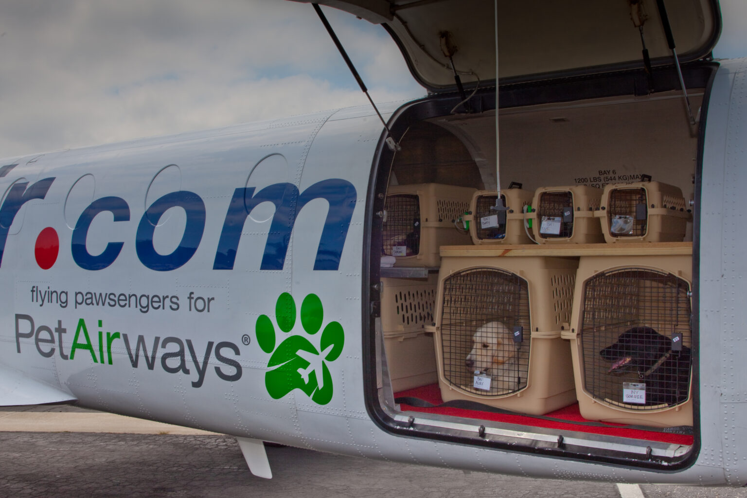 Pet being loaded into airplane
